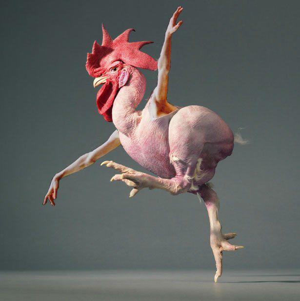If you could morph two animals to make one super animal, what two animals would you choose? Why?