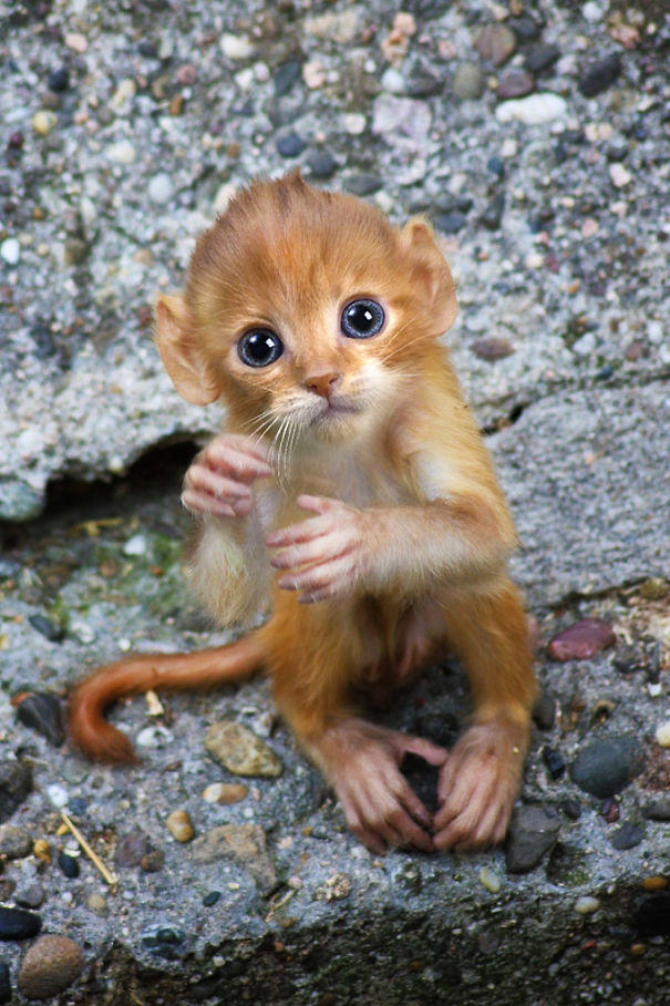If you could morph two animals to make one super animal, what two animals would you choose? Why?