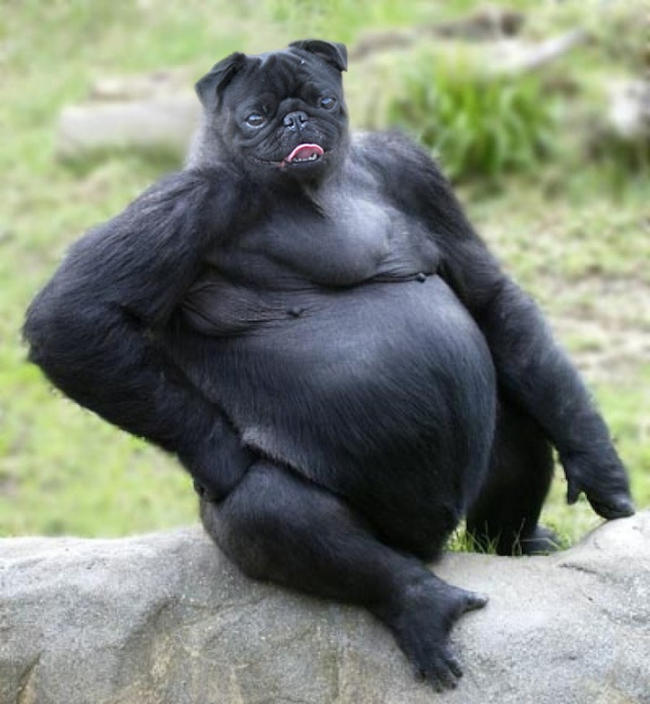 If you could morph two animals to make one super animal, what two animals would you choose? Why?
