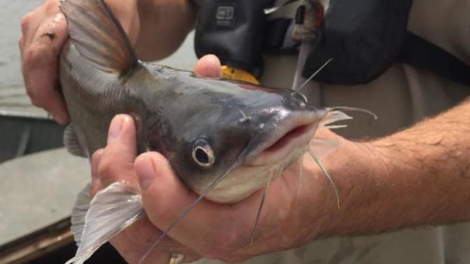 What advice to do you have for the catfish on this site?