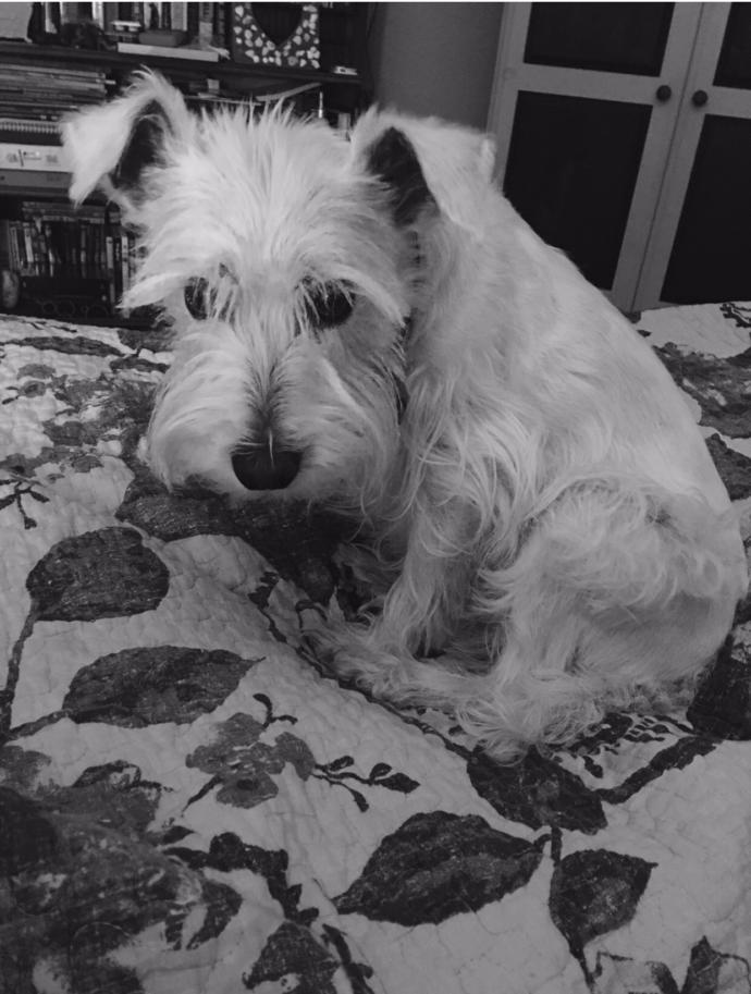 Animal lovers: Do you have pets? Would anyone like to share their pets with GaG?
