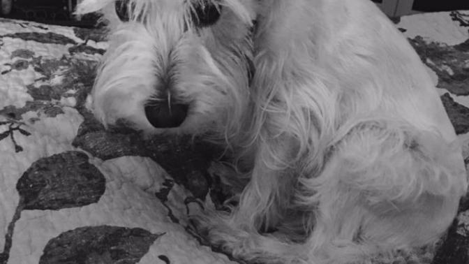 Animal lovers: Do you have pets? Would anyone like to share their pets with GaG?