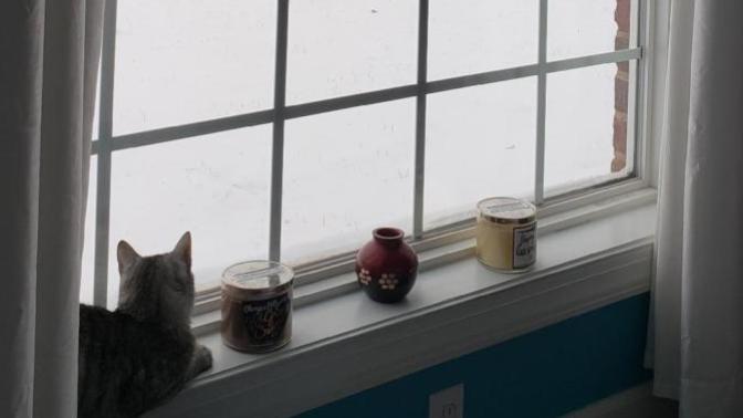 Do your pets like snow?