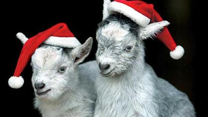 Giving a goat in Africa as a gift to your mum?