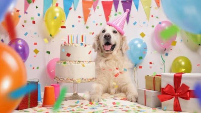 Do you celebrate your pet's birthday?