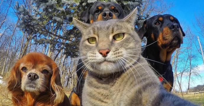 Do you adore animals?
