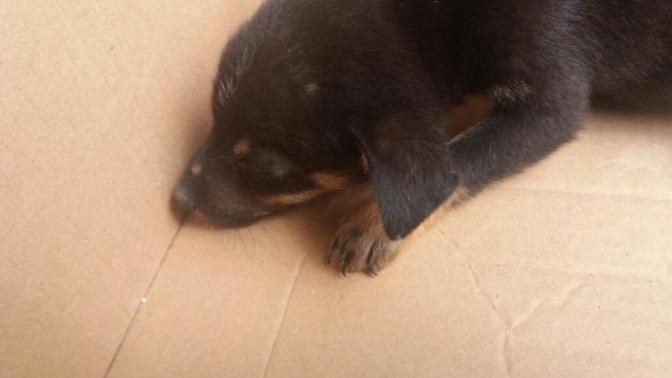 Can you suggest a name for my new puppy please?
