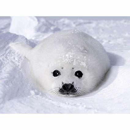 What do you find adorable?