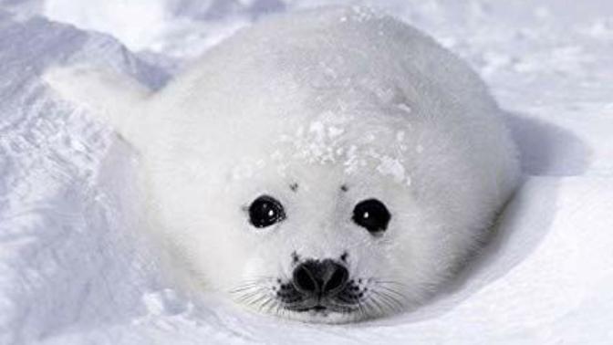 What do you find adorable?
