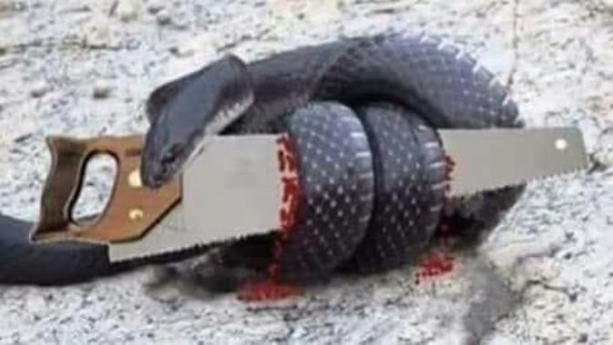 The Snake and the Saw. What are your thoughts on this analogy?