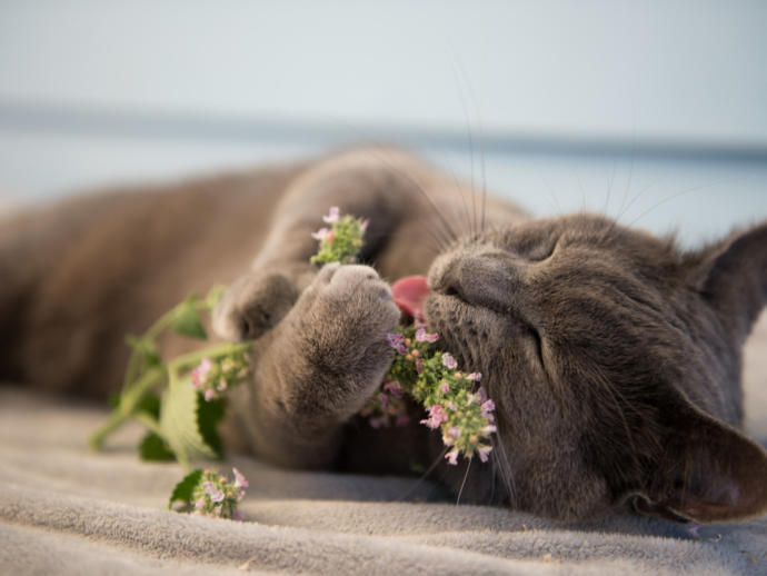 Is It Unethical to Give Your Cat Catnip?