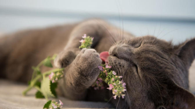 Is It Unethical to Give Your Cat Catnip?