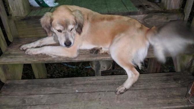Do you think it's silly to grieve over the death of a dog?