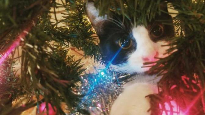 Anyone get holiday pics of their pets?