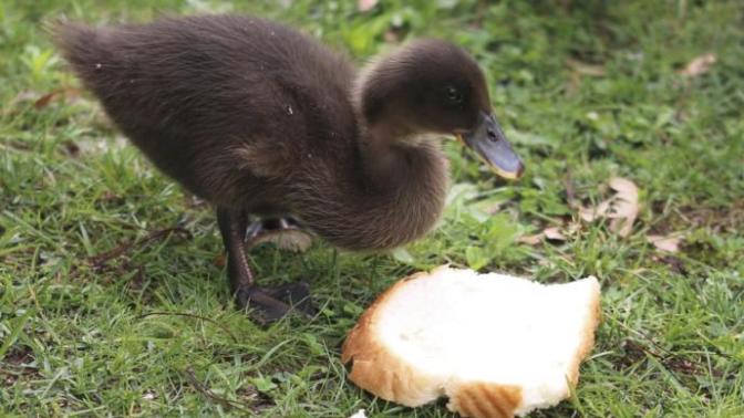 How influenced are ducks by bread? Subway or Pepperidge Farms?