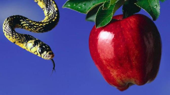 The fruit of paradise: To you, what does it represent?