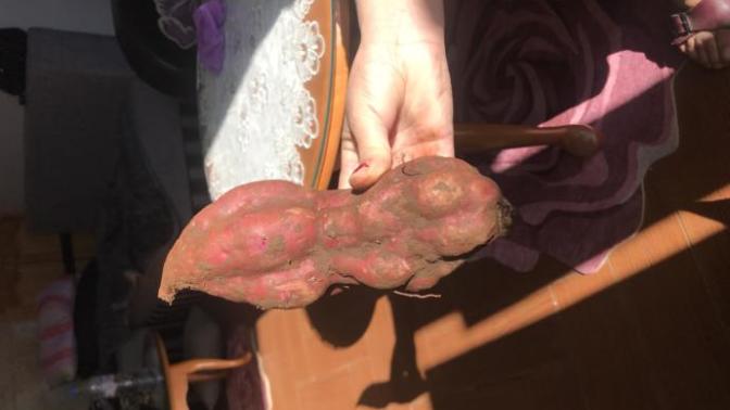 What is this vegetable? the name please?