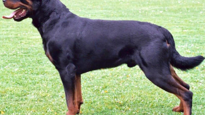 Can a small 5ft woman own a Rottweiler?