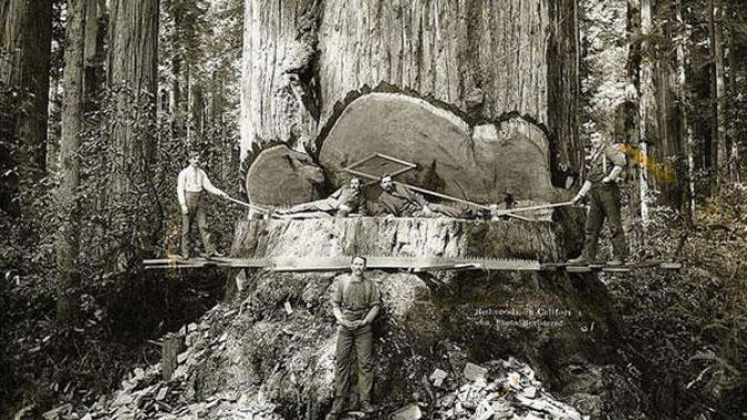 Are there any redwoods in the world besides in California?