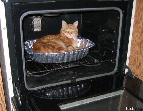 Do you like cat?