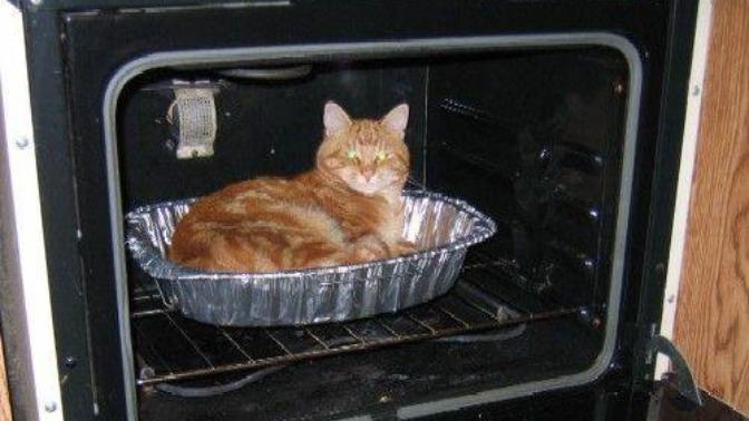 Do you like cat?