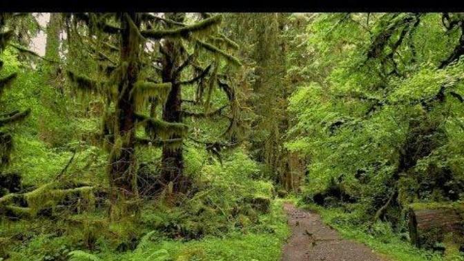 What is your favorite kind of forest?