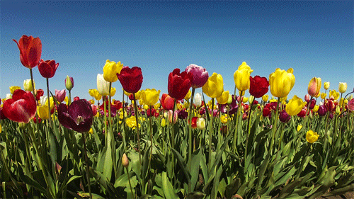 If you could replace all of the grass in the world with something else, what would it be?
