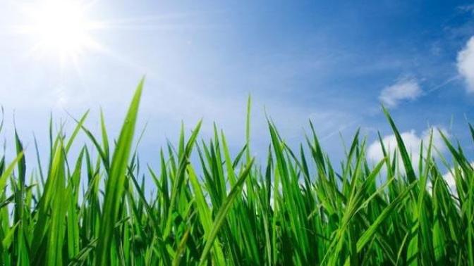 If you could replace all of the grass in the world with something else, what would it be?