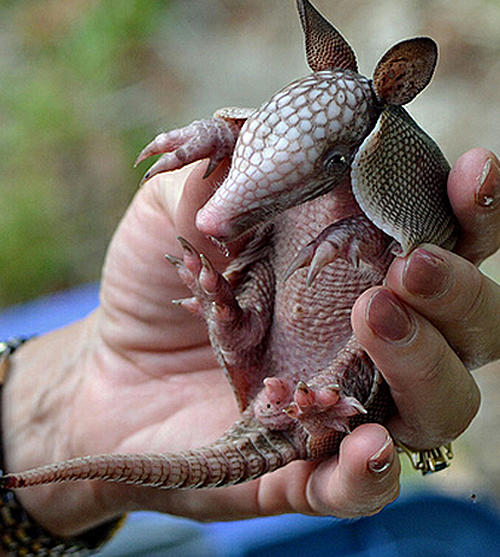 Aren't armadillos cute?