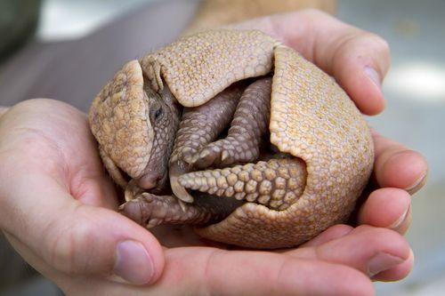 Aren't armadillos cute?