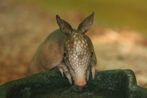 Aren't armadillos cute?