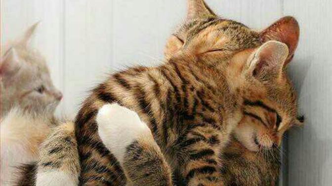 Why do you have (and/or) love your pet (s)?