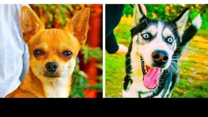 Do you agree with this top 10 most dangerous dog breeds video?