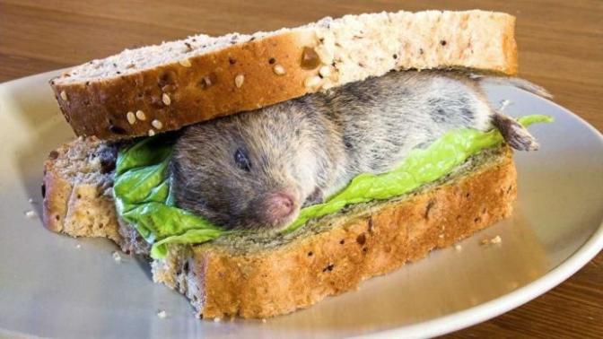 What's the most disgusting food you have ever tried?