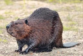 How many of you have ever eaten a beaver? Did you like it? I hear it tastes like chicken?