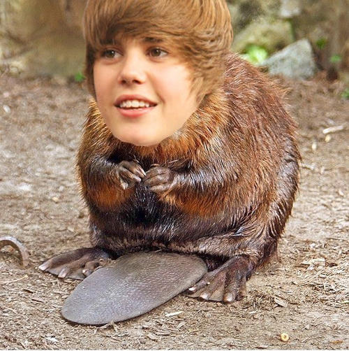 How many of you have ever eaten a beaver? Did you like it? I hear it tastes like chicken?