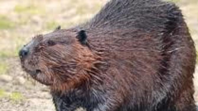 How many of you have ever eaten a beaver? Did you like it? I hear it tastes like chicken?