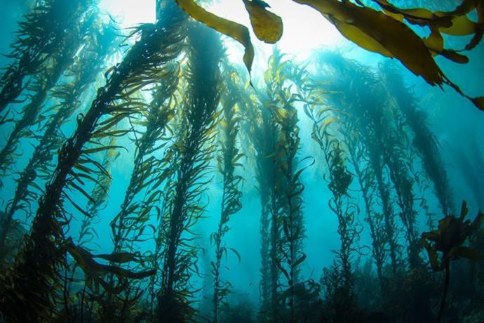 What part of the oceans do you think is the most interesting?
