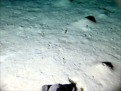 What part of the oceans do you think is the most interesting?