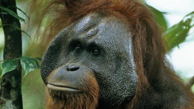 Help me out. An anonymous poster just called me a "racist" for comparing Trump to an ape?