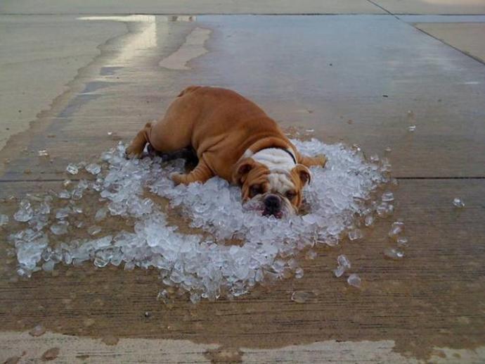 Is a hot-dog a sandwich?
