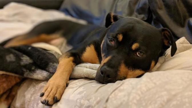 If your pet was a human, Who would they be like and what sort of character would they have?