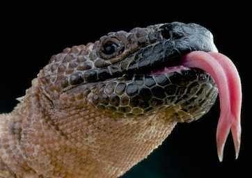 I've been told I have a freakishly long tongue. What does it mean?