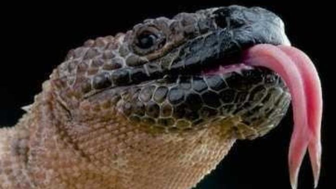 I've been told I have a freakishly long tongue. What does it mean?