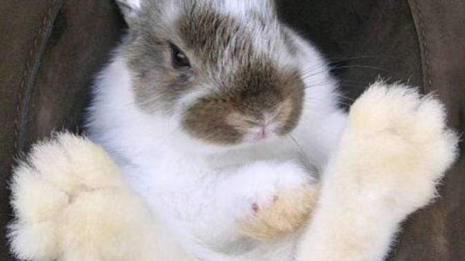 Superstitious people; how do I get rid of a rabbits foot?