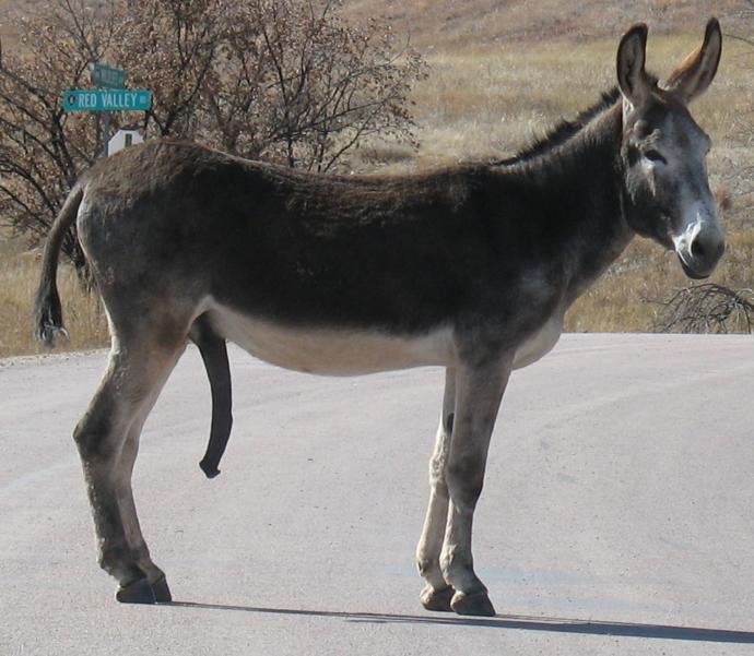 Is anybody else impressed by the size of a donkey's penis?