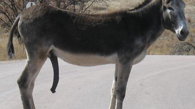 Is anybody else impressed by the size of a donkey's penis?