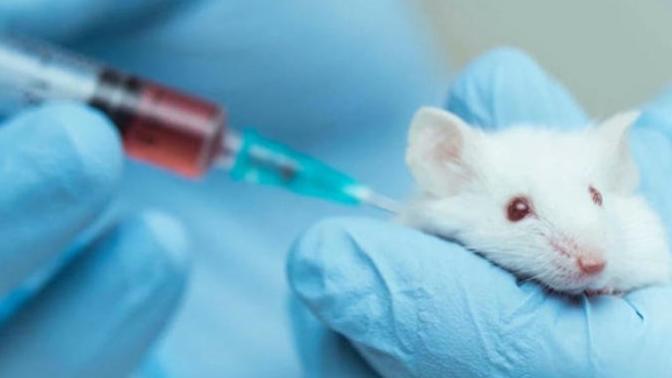 What do you think about animal testing?