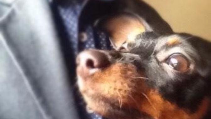 What's the name of your pet?