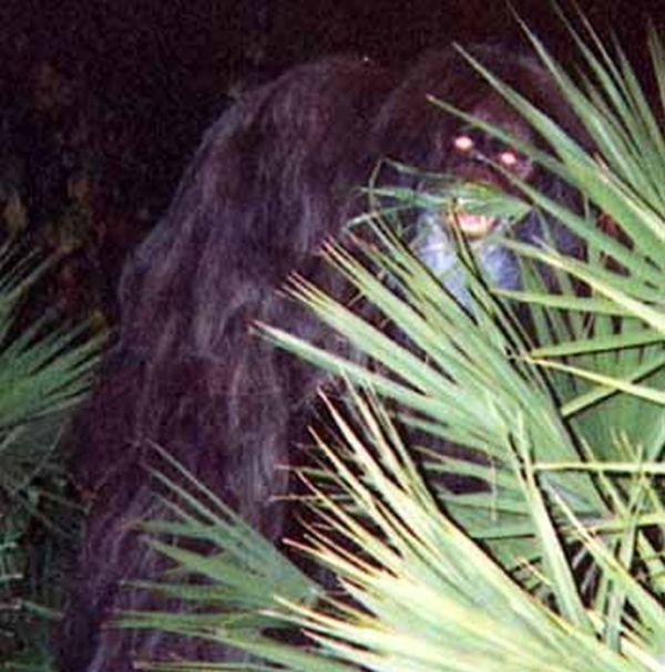 What's your favorite cryptid from the Southern US?